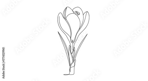 Crocus flower stem in minimalist black and white line drawing