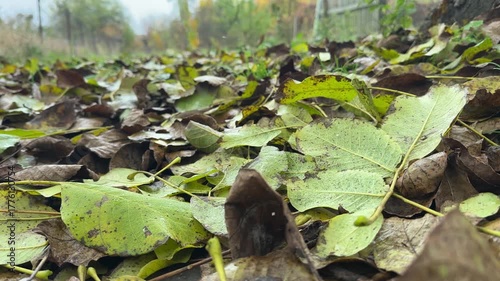 A closeup of nutty autumn leaves underfoot. High quality 4k footage