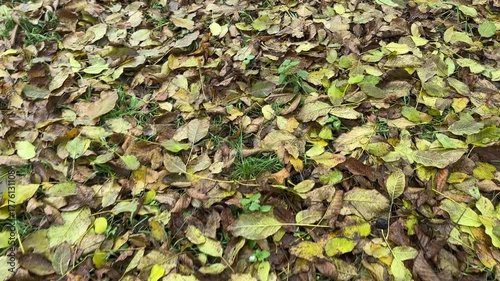 crisp dry autumn walnut leaves underfoot. High quality 4k footage