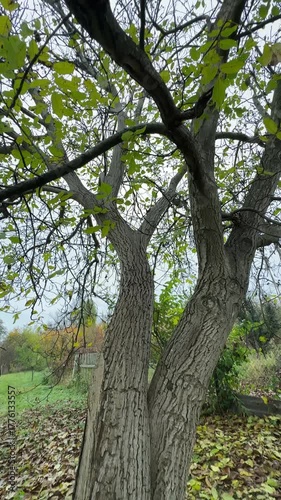 walnut tree with fallen leaves on the ground,autumn mood in cloudy weather High quality 4k footage
