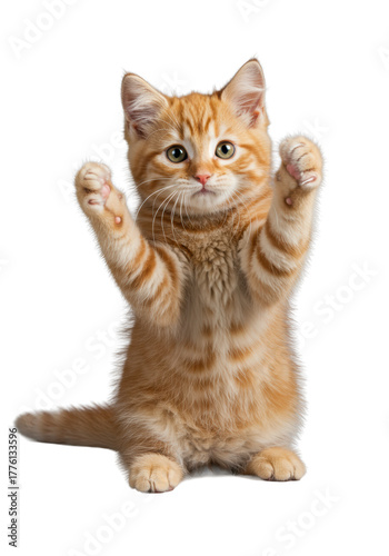 Young orange tabby kitten with ginger fur, emerald eyes, standing on hind legs, paws raised, isolated on transparent background with dramatic studio lighting, Concept of curious playfulness