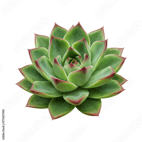 A vibrant green succulent plant with red-tipped leaves arranged in a symmetrical rosette pattern, isolated on a white background.