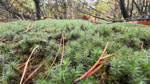 green forest sphagnum moss closeup . High quality 4k footage