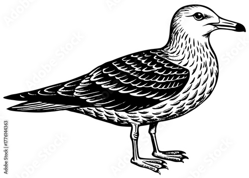 Seagull — Coastal Bird Soaring Above Beaches and Ocean Shores