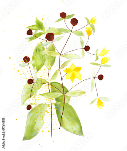 Watercolor botanical illustration of coffea plant with floral blossoms