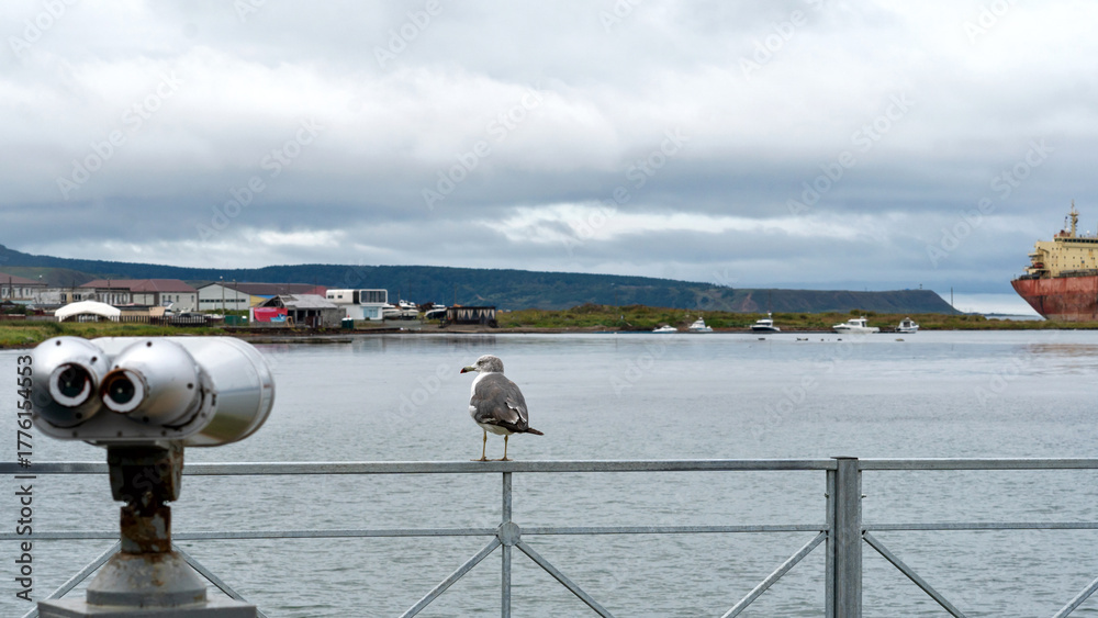 Obraz premium Seagull on railing by binoculars near coastal harbor
