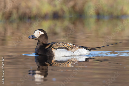 adult summer plumage male Long-tailed Duck Clangula hyemalis in tundra pond in Tuktoyaktuk, Northwest Territories, Canada