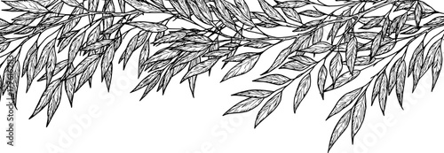 Twigs with elegant thin leaves, seamless horizontal bodice. Vector illustration. Willow or eucalyptus branches, isolated on a white background. For postcards and invitations, printing on textiles