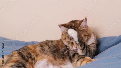 domestic cat lies on bed while thoroughly washing its face with paw demonstrating feline grooming habits and natural cleanliness behavior