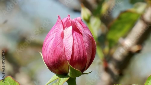Highly Detailed Macro Shot of a Delicately Hued Blossom in Early Development Stage with Gentle Illumination and a Diffused