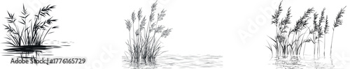 Modern illustration features a single line drawing of the reed or marsh hornwort