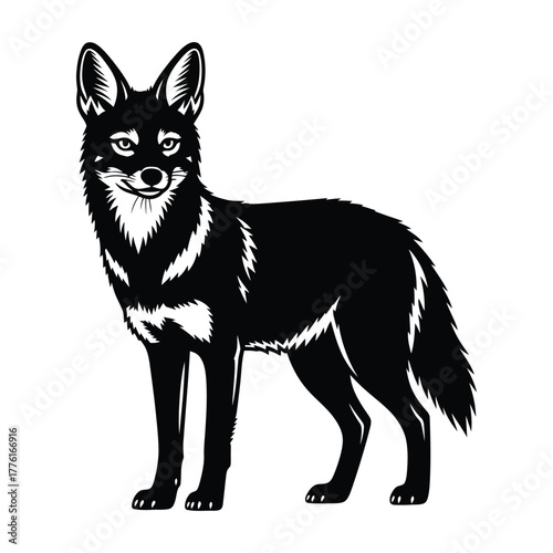 Golden Jackal Fox standing full body black silhouette vector illustration