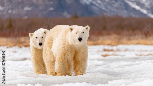 Polar bears convene curiously on frosted tundra, evoking Arctic exploration, Global Ice Bear Day, and cold wilderness tales