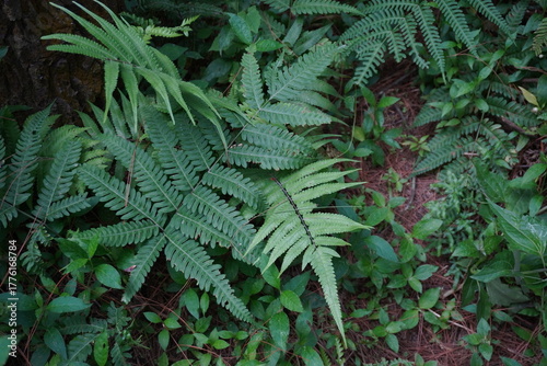 Lush Green Ferns and Undergrowth on a Humid Forest Floor