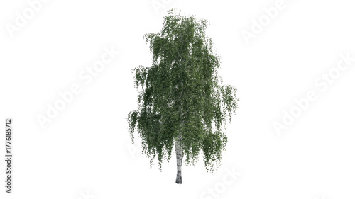 A beautiful, full birch tree with vibrant green leaves and distinctive white bark, digitally isolated on a solid transparent background, perfect for design. background removed