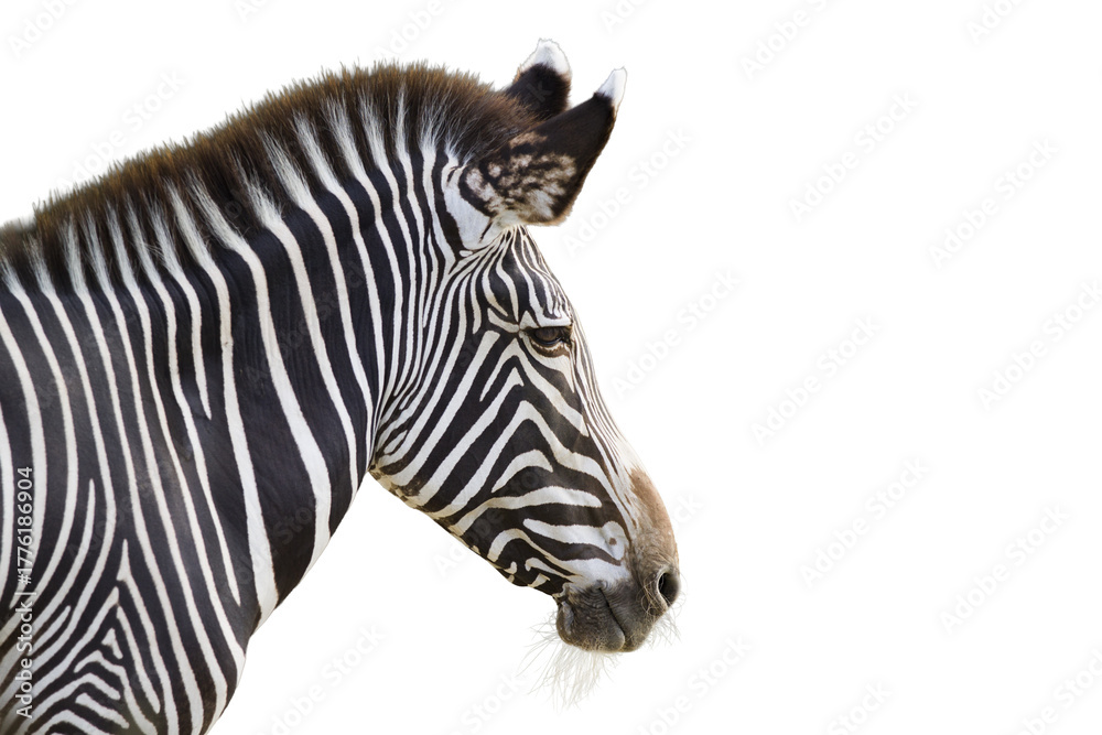 Obraz premium zebra on transparent background