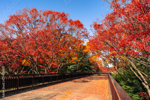 日本・東京の代々木公園、青空と赤く色づく木々に囲まれた秋の歩道橋