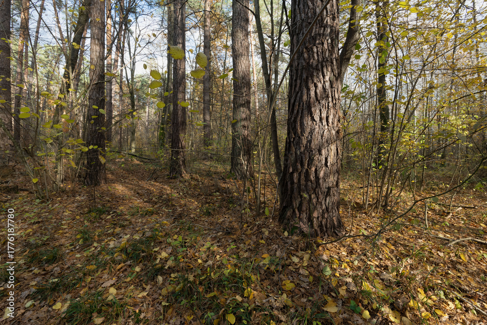 Fototapeta premium Autumn Forest Floor with Sunlight and Fallen Leaves