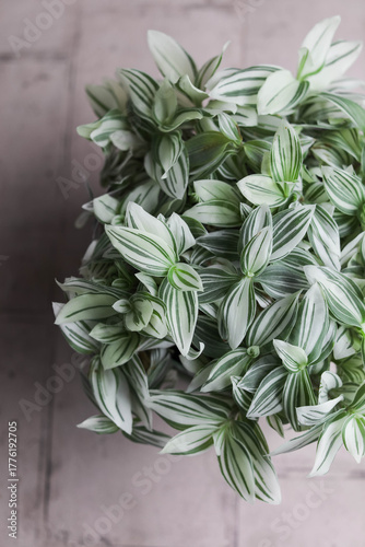 Tradescantia fluminensis. Home green plants in pots. Watering and growing herbaceous flowers.