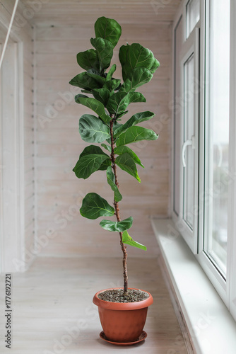 Ficus lyrata juveniles in a ceramic pot on a light background. Houseplant care.	