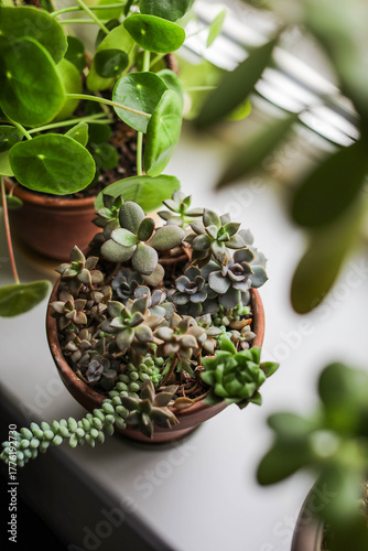 Mini succulents garden. Home green plants. Watering and growing succulents.	

