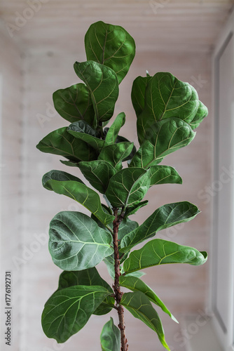 Ficus lyrata juveniles in a ceramic pot on a light background. Houseplant care.	
