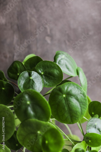 Pilea peperomioides. Home green plants in pots. Watering and growing herbaceous flowers.