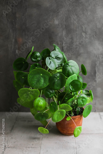 Pilea peperomioides. Home green plants in pots. Watering and growing herbaceous flowers.