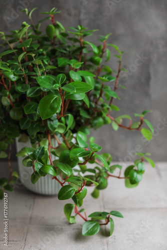 Peperomiya tetraphylla. 