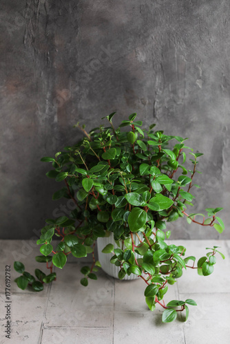 Peperomiya tetraphylla. 