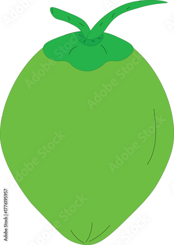 Natural tropical green coconut vector illustration