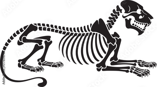 Big cat skeleton illustration resting pose detailed feline predator bone structure vector