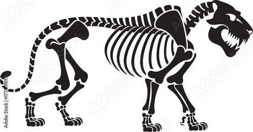 Feline Predator Skeleton Anatomy Vector Illustration Big Cat Xray View Biology Graphic