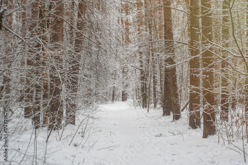 A trodden path in a winter forest. A path between trees in a park. Background with a winter landscape.