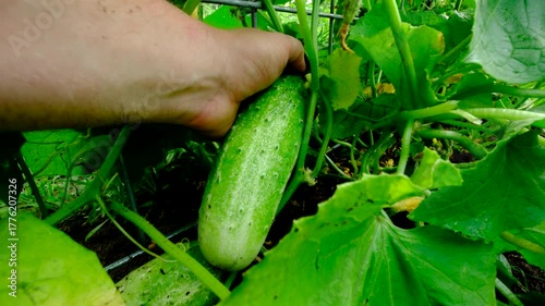 Close up shot while harvesting large grown gherkin cucumber using one hand pulling it from vine. First person point of view shot.