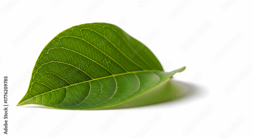 Obraz premium Macro Photograph of a Fresh Green Leaf on a White Background Capturing the Beauty of Nature and Organic Growth for Botanical and Environmental Themes
