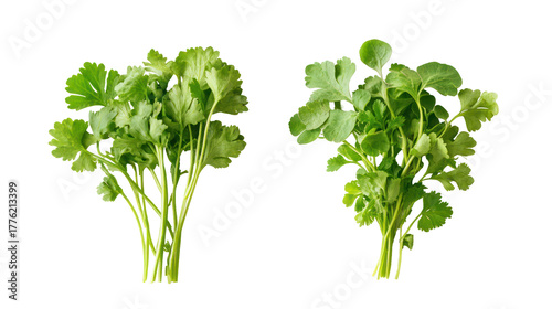 Fototapeta Naklejka Na Ścianę i Meble -  Two bunches of fresh cilantro herb isolated on transparent background