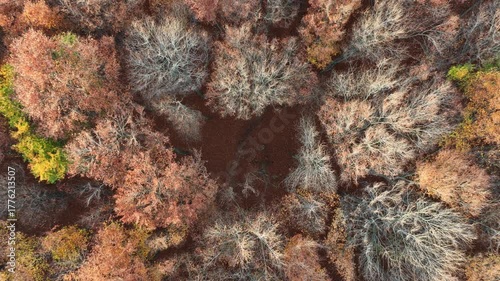 Aerial drone view of a colorful autumn forest. Panorama of trees during autumn. All the colors of autumn. Autumn season in Poland. Autumn orange color tree patterns