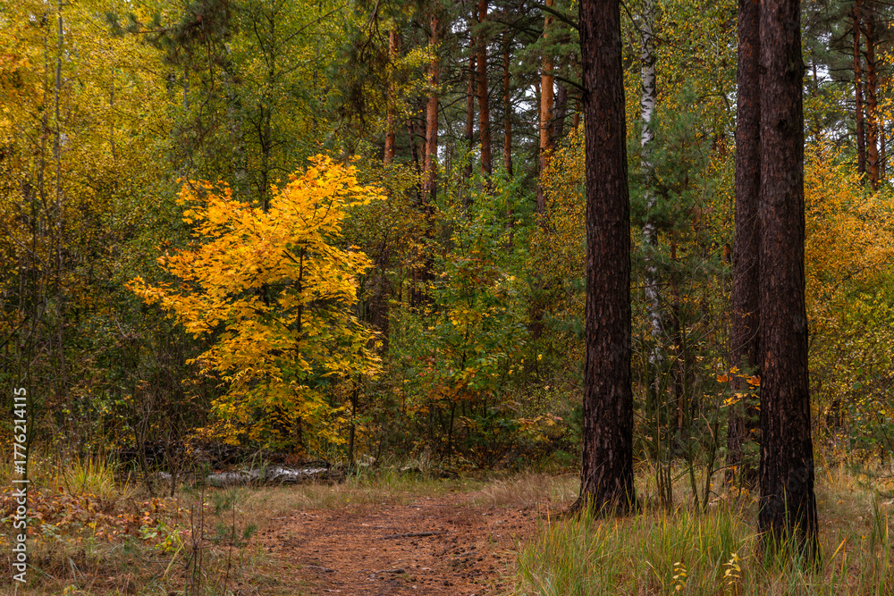 Naklejka premium Autumn forest. Walk in nature. Tourism in the forest area.