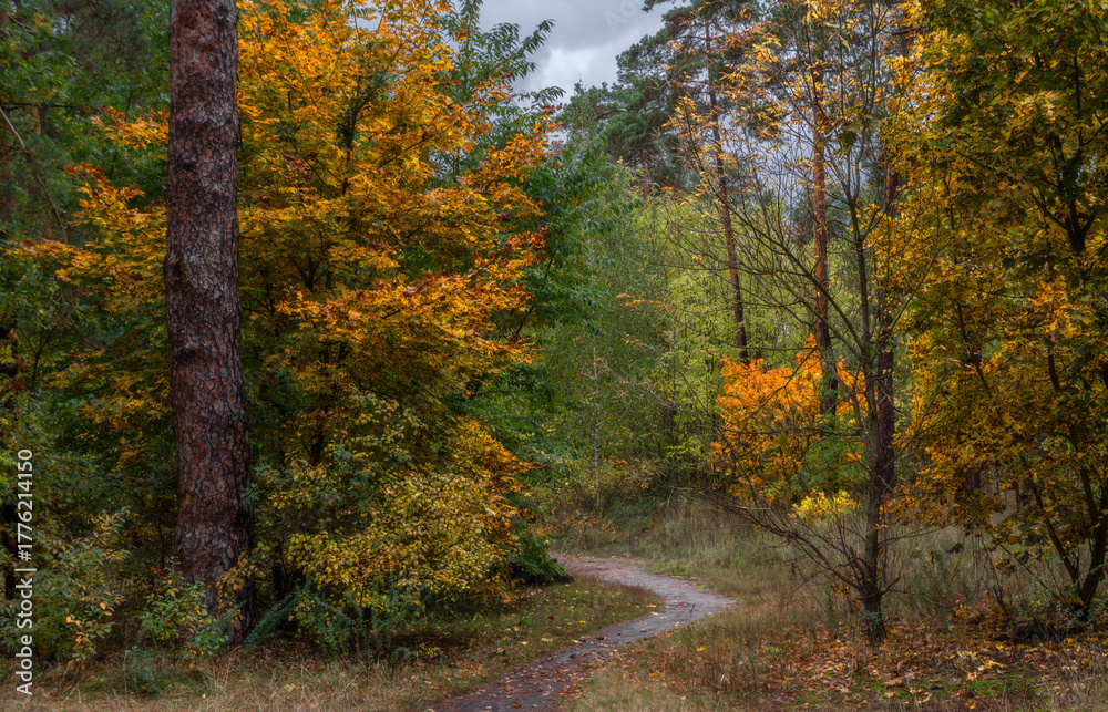 Obraz premium Autumn forest. Walk in nature. Tourism in the forest area.