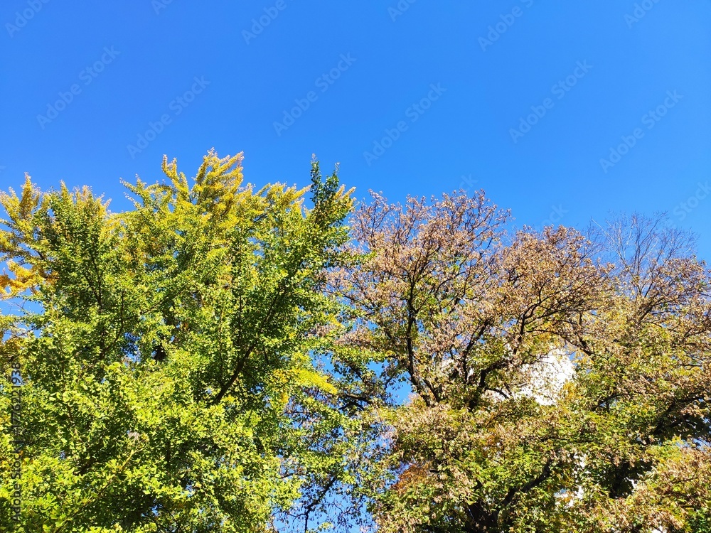 Naklejka premium Autumn trees in the park