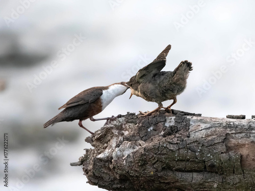 Photography Imbeccata di merlo acquaiolo (Cinclus cinclus)