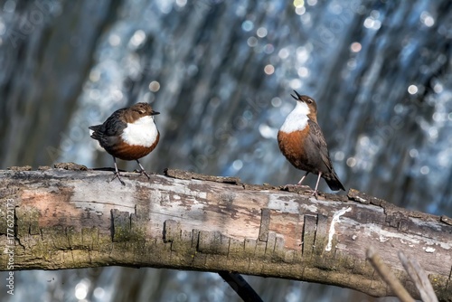 Canvas Print Corteggiamento di merlo acquaiolo (Cinclus cinclus)