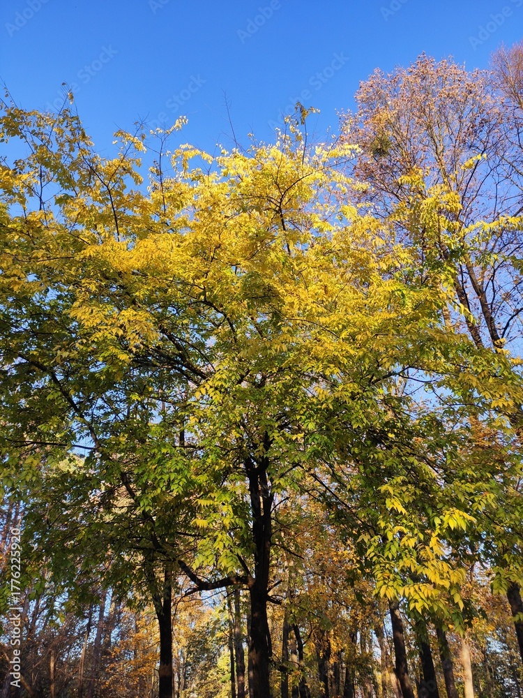 Naklejka premium Autumn trees in the park