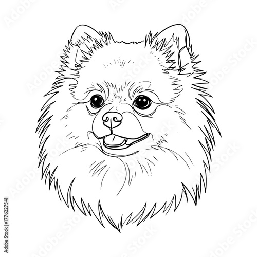 Pomeranian dog face vector line art, fluffy spitz portrait with detailed fur and cute expression, minimalist hand drawn design for wall art and tattoos