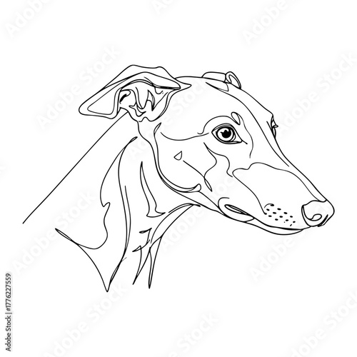 Greyhound vector line art illustration, sleek elegant sighthound portrait in continuous line minimalist style, modern dog outline for art and print projects
