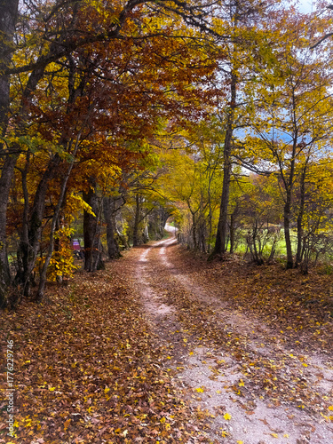 A narrow, winding dirt road covered in fallen autumn leaves leads through a forest canopy of vibrant yellow and orange trees in Gavelli, Umbria.