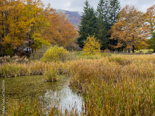 An autumn pond in Gavelli, Umbria, surrounded by tall reeds and trees displaying vibrant yellow and orange fall foliage under a muted sky.