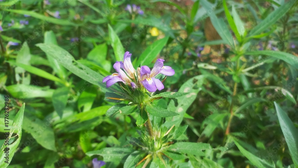 Fototapeta premium Digestive Support in food Traditional Kulekhara&nbsp;saag&nbsp;as part of home-style,Marsh Barbel is a fleshy aquatic perennial herb Plant,Kulekhara Live Plant (Hygrophila Auriculata) Plant