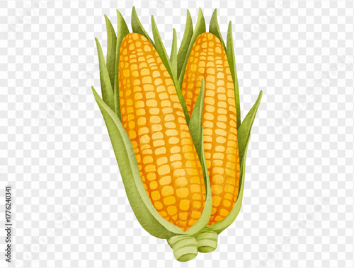 Watercolor corn on the cob for Thanksgiving harvest and farm design. Vector.